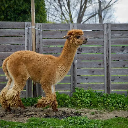 Cascina Vecchia Alpacas Bed & Breakfast San Mauro Mare