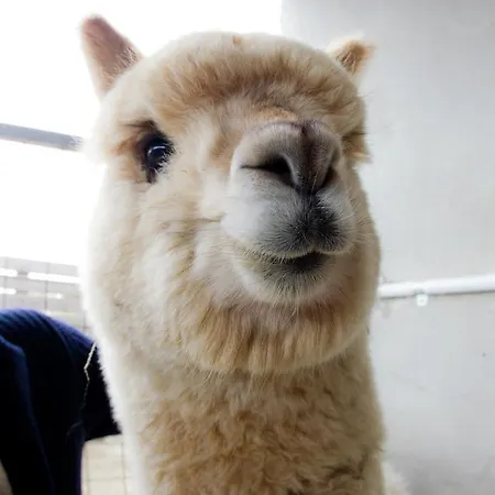 Cascina Vecchia Alpacas