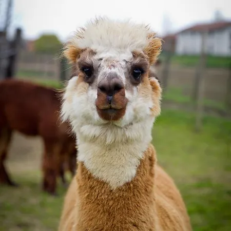 Cascina Vecchia Alpacas Bed & Breakfast